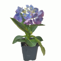 Hortensia azul M9 3(R)